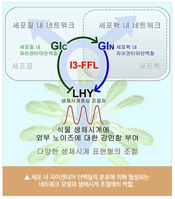 세포 내 자이겐티아 단백질의 분포에 의해 형성되는 네트워크 모델과 생체시계 조절에의 역할