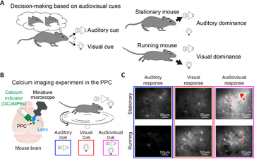 How Movement Affects the Way the Brain Processes Sound and Sight