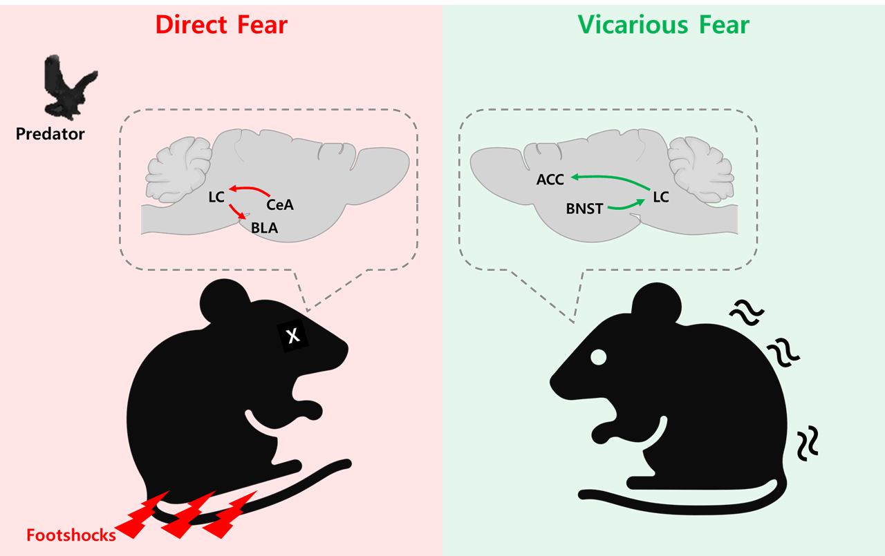 A Neural Compass for Fear: Mapping How the Brain Distinguishes Between Direct and Vicarious Fear