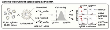 Cellular regulator of mRNA vaccine revealed... offering new therapeutic options
