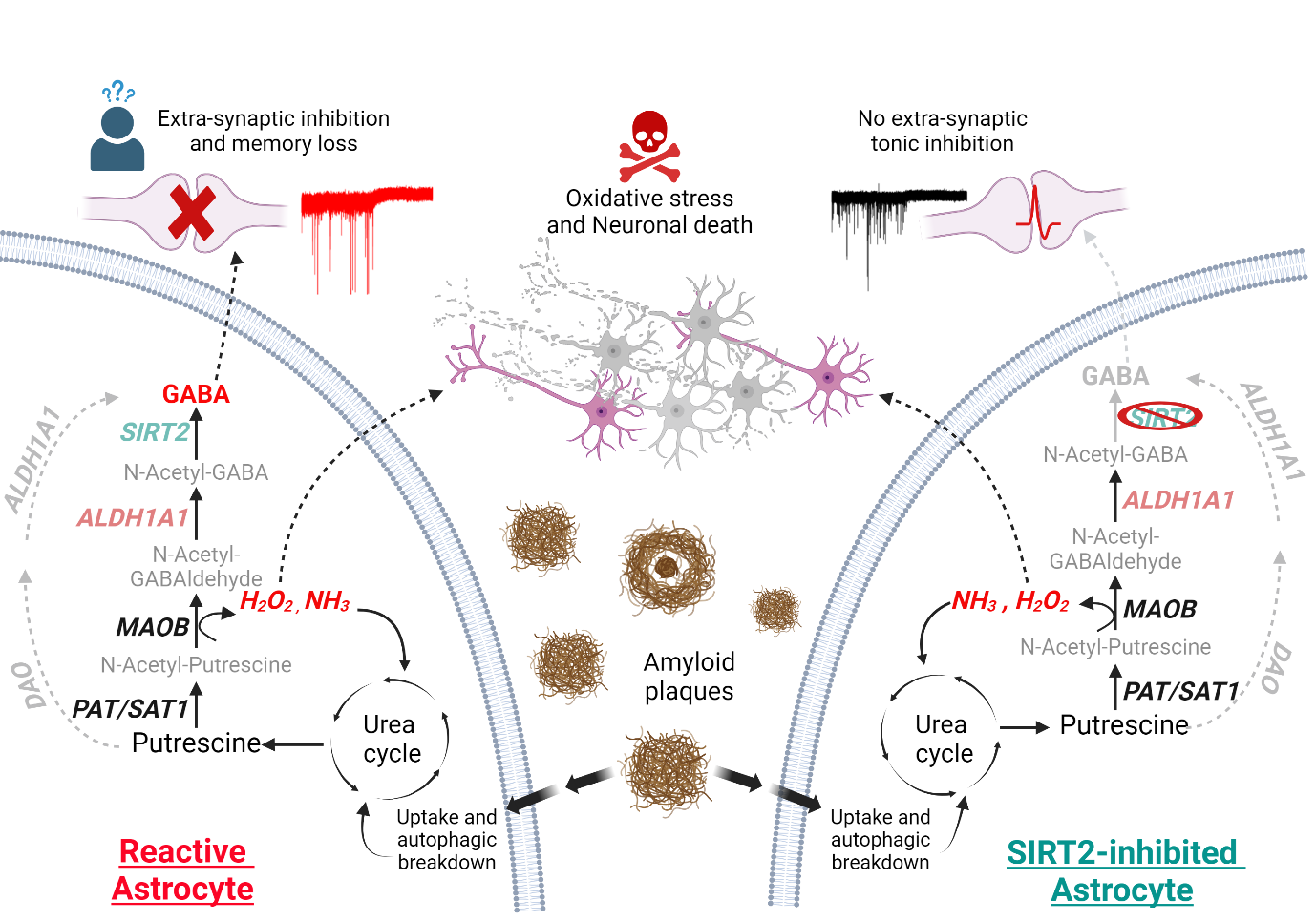 Scientists Identify Key Enzyme in Alzheimer’s Disease That Links Brain Inf
