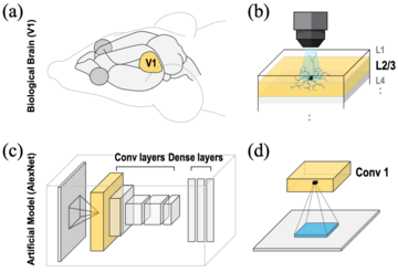 Brain-Inspired AI Breakthrough: Making Computers See More Like Humans