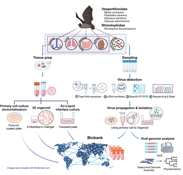World’s Largest Bat Organoid Platform Paves the Way for Pandemic