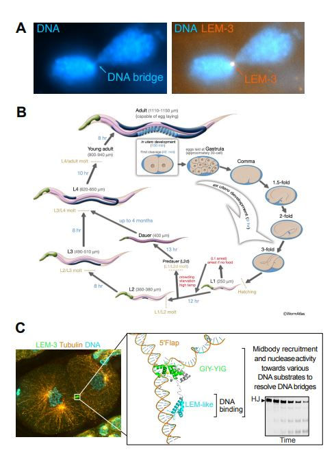 “Cutting to Survive”: How Cells Remove DNA Bridges at the Last Moment