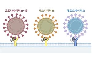 [코로나19 과학 리포트]_Vol.2 코로나바이러스-19의 구조적 특징과 침투 경로를 차단하는 치료 전략