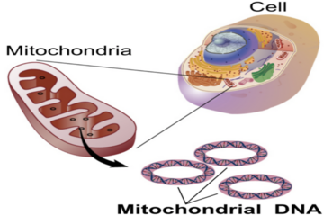 [Science Knowledge Encyclopedia] Mitochondrial Genetic Diseases and Gene Editing Technology