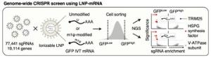 Cellular regulator of mRNA vaccine revealed... offering new therapeutic options