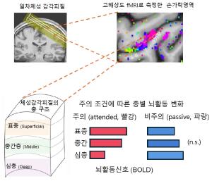 촉각에 집중하면 뇌는 어떻게 반응할까…주의, 감각 신호 일괄 증폭 아닌 '층별 차등 조절'