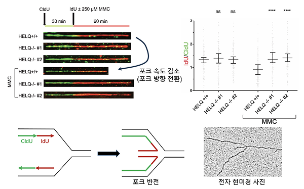 DNA 위기 순간, 한 발 물러나는 전략쓴다 …  ‘HELQ 단백질’의 새로운 역할 규명