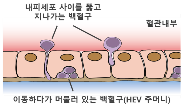 인간의 혈관계