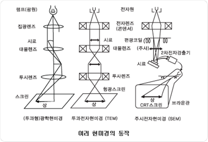 주사전자현미경 이미지