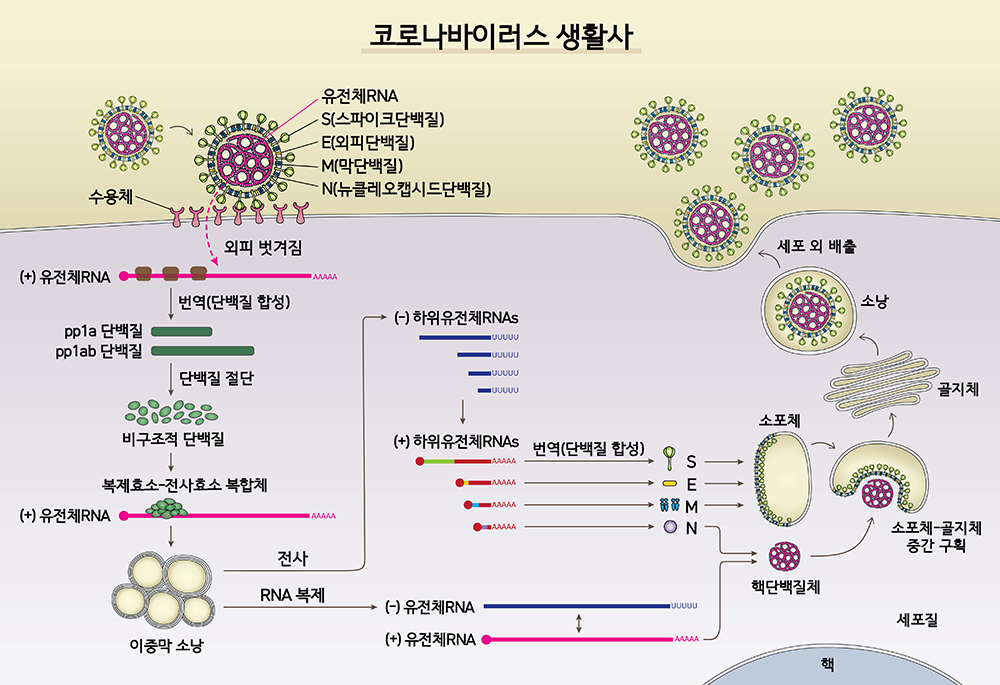 사스코로나바이러스-2 고해상도 유전자 지도 완성