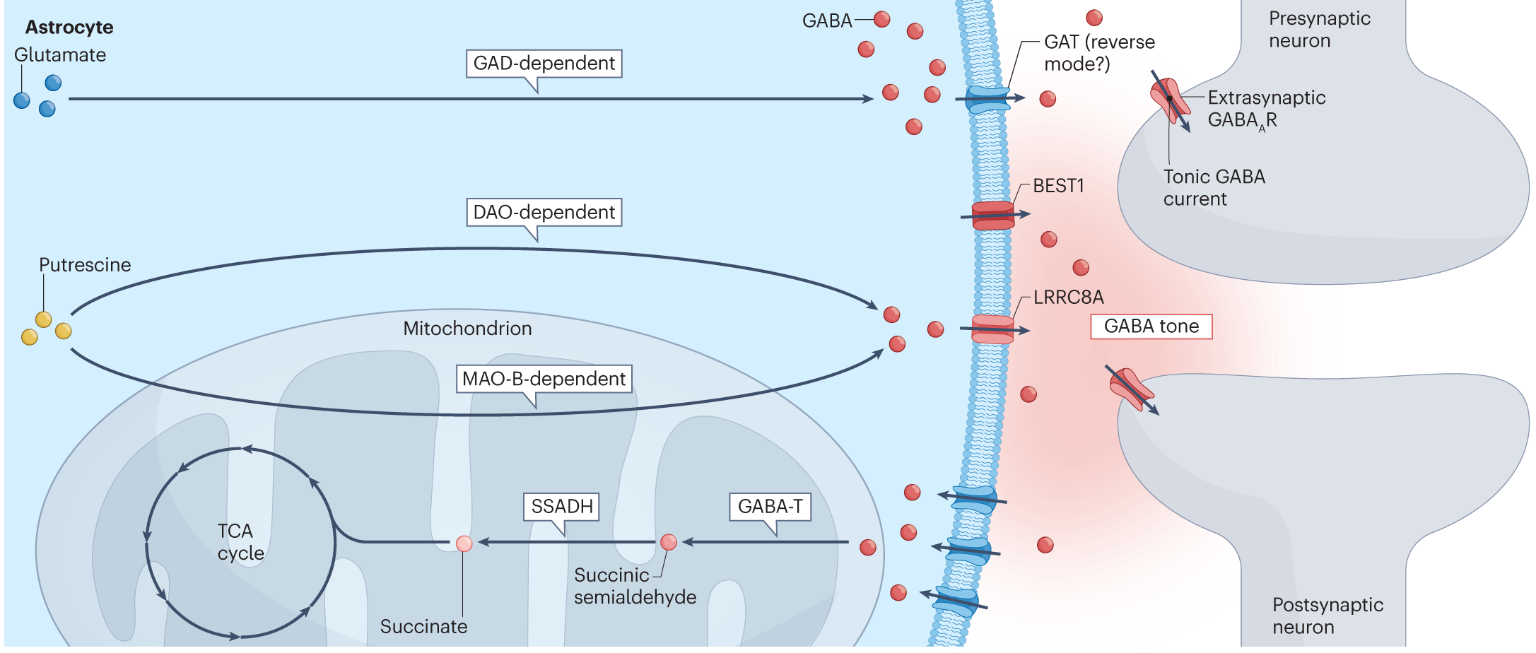 Breakthrough Study Reveals New Insights Into GABA, The Brain's Key ...