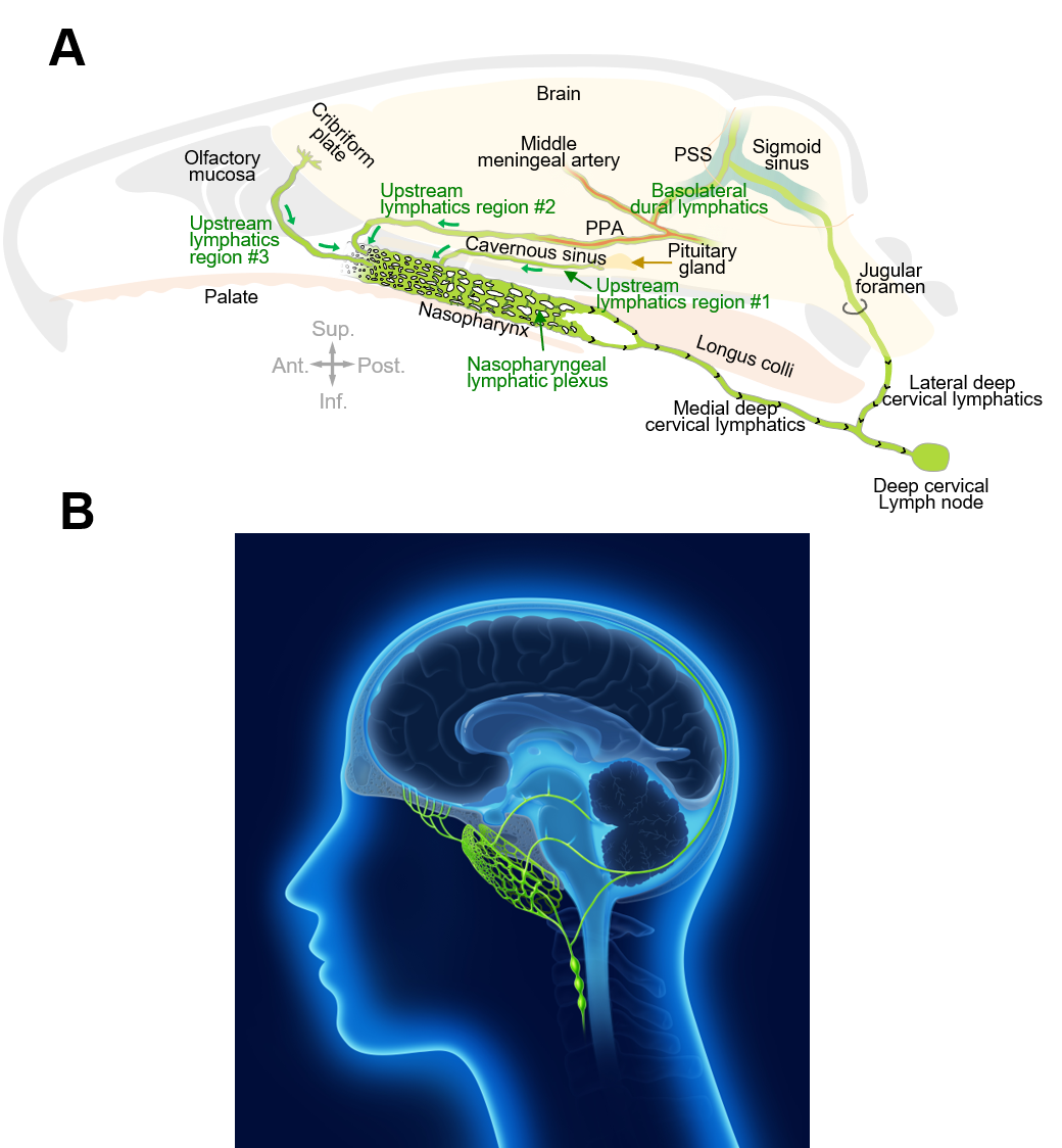 Figure 1. Connections of nasopharyngeal lymphatic plexus and features of deep cervical lymphatics     A. The drawing shows intracranial upstream lymphatic regions #1, #2, and #3 that drain through the nasopharyngeal lymphatic plexus (NPLP) en route to medial deep cervical lymphatics and deep cervical lymph nodes in mice. Upstream lymphatic region #1 includes lymphatics near the pituitary gland and cavernous sinus that drain to the NPLP. Upstream lymphatic region #2 includes lymphatics in the anterior region of the basolateral dura near the middle meningeal artery and petrosquamosal sinus (PSS) that course along the pterygopalatine artery (PPA) to the NPLP. Upstream lymphatic region #3 includes lymphatics near the cribriform plate that drain to lymphatics in the olfactory mucosa en route to the posterior nasal lymphatic plexus and NPLP. In contrast, lymphatics in the posterior region of the basolateral dura around the sigmoid sinus do not drain to the NPLP but instead, pass through the jugular foramen to lateral deep cervical lymphatics en route to deep cervical lymph nodes. Anatomical positions are indicated in the lower corner. Ant., anterior; Post., posterior; Sup., superior; Inf., inferior anatomical position.     B. The drawing highlights the lymphatic connections of the nasopharyngeal lymphatic plexus to the deep cervical lymphatics and deep cervical lymph nodes for cerebrospinal fluid in humans, based on the findings obtained from the mice and monkeys in this study.