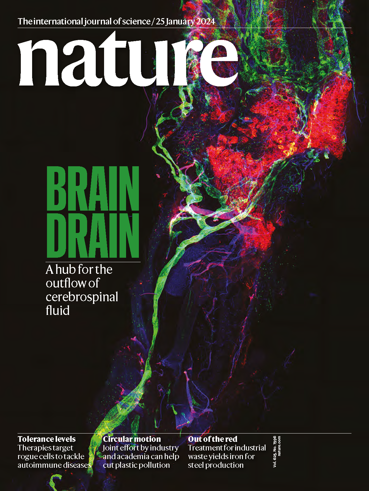 Figure 2. Cover image     The study “Nasopharyngeal lymphatic plexus is a hub for cerebrospinal fluid drainage” has been selected as the cover image of the January 25th, 2024 issue of Nature.