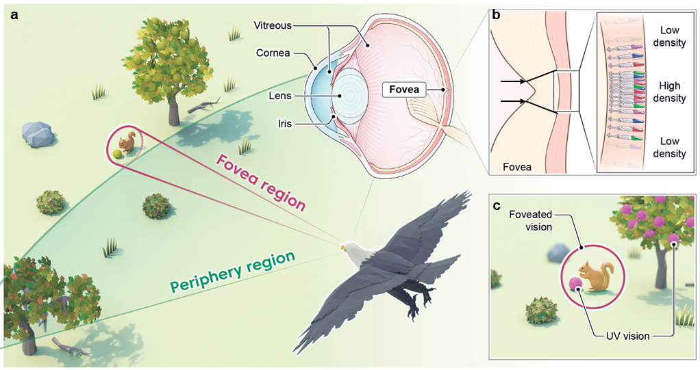 Innovative Bird-Eye-Inspired Camera Developed for Enhanced Object Detection