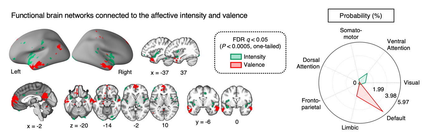 Figure 3. Functional brain networks that are connected to the affective intensity and valence information        Left: The affective valence information is connected to the limbic and default mode networks, and the affective intensity information is connected to the ventral attention network. Right: The probability that the affective intensity and valence is connected to each of 7 functional brain networks.