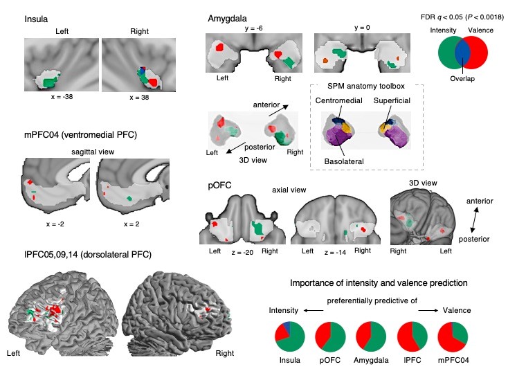 Figure 2. Important brain regions for predicting affective information related to pleasure and pain        These brain regions include groups of subregions contributing to predicting pleasantness or unpleasantness scores (affective valence) and their intensity (affective intensity). In predicting the affective intensity, the ventral anterior insula and right ventral and left dorsal amygdala were involved. In predicting the affective valence, the left centromedial and right superficial amygdala and the ventromedial prefrontal cortex were involved.        