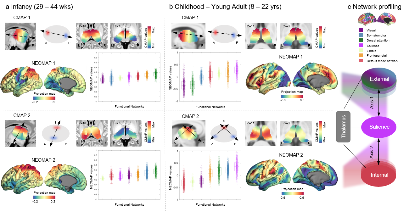 Figure 1. Thalamic connectopic maps (CMAP) and neocortical projection maps (NEOMAP) demonstrate the developmental changes in brain connectivity. Panel (a) shows CMAP 1 & 2 and NEOMAP 1 & 2 for infants (29–44 weeks), illustrating early differentiation of sensorimotor networks. Panel (b) displays these maps for children and young adults (8–22 years), highlighting the establishment of connections with the salience network and the differentiation between externally and internally oriented systems. Network profiles, sorted based on the Yeo-Krienan 7 Network Atlas, are depicted in box plots indicating the median and interquartile range (IQR). Panel (c) presents a schematic of the external-to-internal axis division derived from the NEOMAPs of childhood and young adulthood, showing the crucial role of the salience network.        