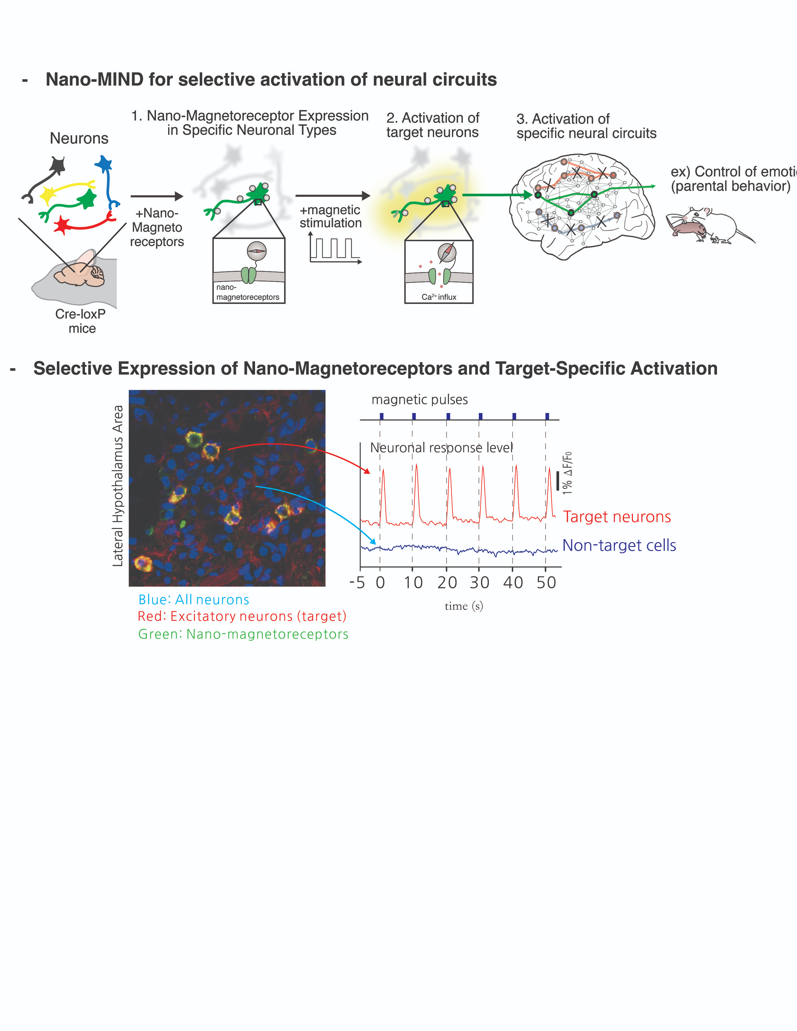 Figure 2. Activation of specific neurons and brain circuits through nano-MIND technology