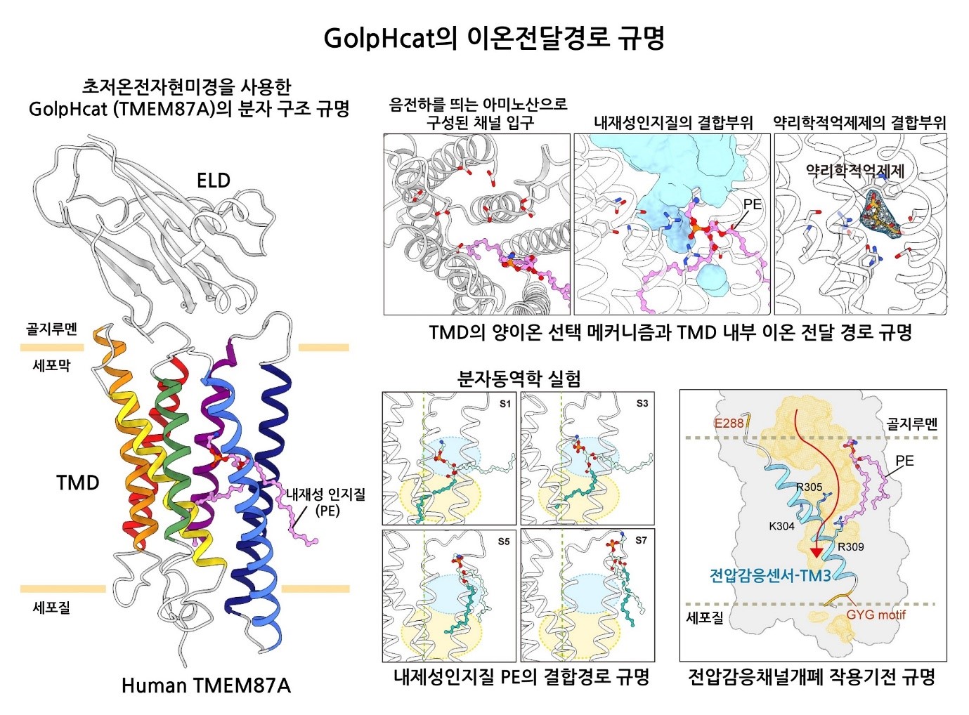 Figure 1. Schematic of Molecular Structure Study of GolpHCat<br> Using cryo-electron microscopy, the molecular structure of human GolpHCat was elucidated at high resolution, revealing that GolpHCat is an ion channel with a unique structure composed of two domains in a monomeric form. Additionally, the complex structure with a pharmacological inhibitor (gluconate) and the structure of mutants that interfere with phospholipid binding were identified. Based on these molecular structures, electrophysiological experiments and molecular dynamics modeling experiments were conducted to elucidate the ion transport pathway within the monomer and the mechanism of voltage-gated channel opening and closing. Specifically, it was found that negatively charged residues inside the funnel-shaped lumen of GolpHCat serve as entry points that attract cations. It was confirmed that the pharmacological inhibitor blocks an important ion transport pathway inside GolpHCat (top right). Furthermore, molecular dynamics experiments identified the phospholipid binding pathway and various binding forms of phospholipids, proposing the mechanism of voltage sensing and voltage-gated channel opening and closing in GolpHCat (bottom right).