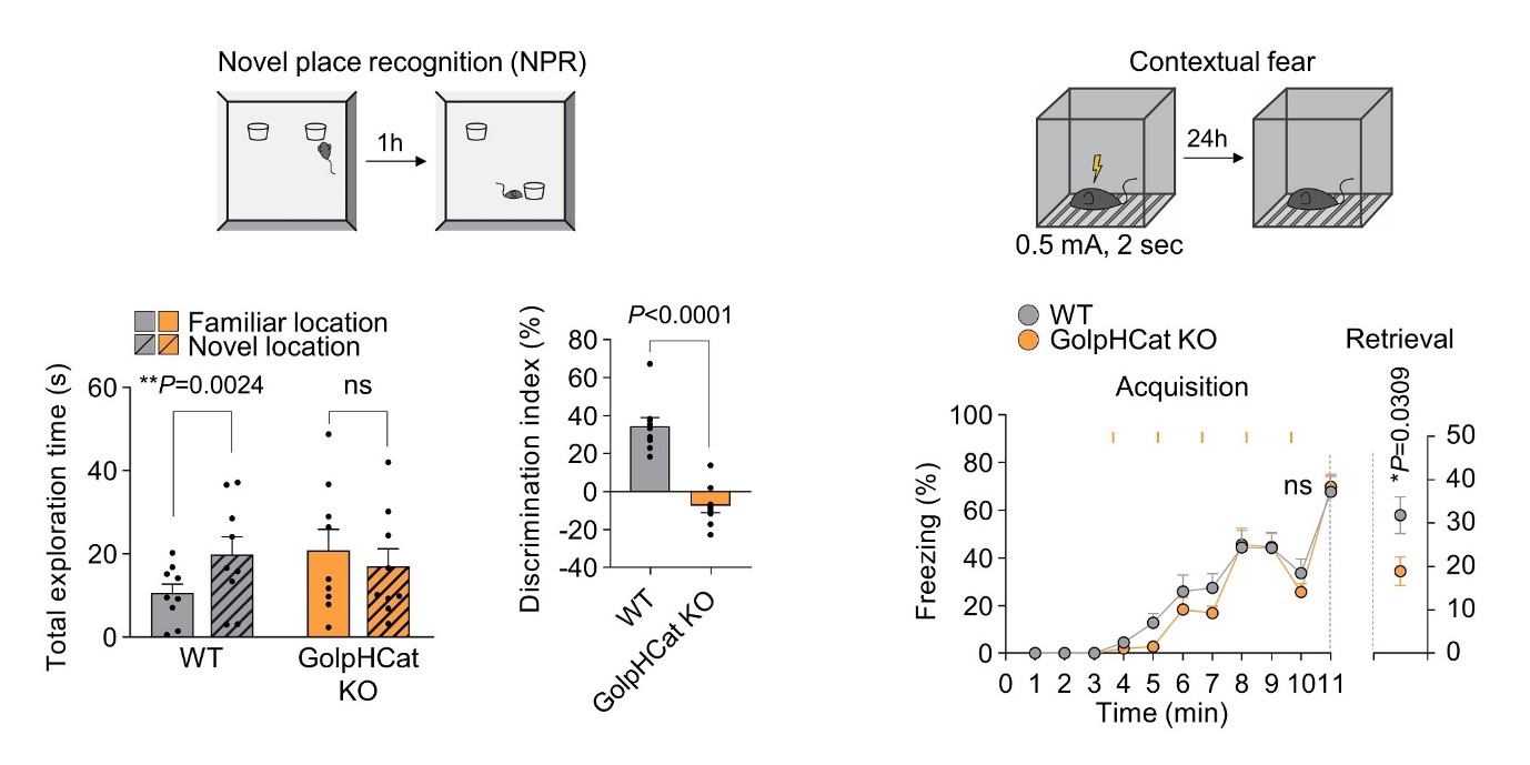 Figure 3. Memory Impairment in GolpHCat Knockout Mice<br>     Memory dependent on the hippocampus was found to be reduced in GolpHCat knockout (KO) mice expressing defective GolpHCat in astrocytes and neurons. (Left) The novel place recognition test, which evaluates spatial memory in mice, involves observing the exploration of two objects placed in a box, then moving one object to a new location after a certain period to see if the mice remember the original location (space) of the objects. GolpHCat KO mice showed increased exploration time of the familiar object and decreased exploration time of the object in the new location compared to the control group (WT), indicating impaired recognition and spatial memory. (Right) The contextual fear conditioning test, which evaluates contextual memory in mice, involves giving a mild electric shock through the floor of a test box and then observing if the mice show a fear response (freezing) when placed back in the test box after a significant period. GolpHCat KO mice showed reduced fear response time compared to the control group (WT), indicating impaired contextual memory.