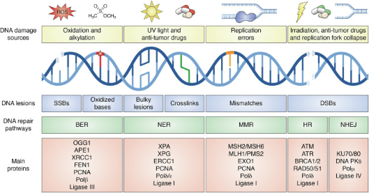 DNA 손상 복구 메커니즘 다양한 종류의 손상 복구 메커니즘이 존재하며, 각기 다른 DNA 손상(DNA lesion)에 따라 알맞은 복구과정을 사용한다.