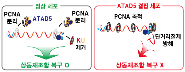 DNA 이중나선 절단 부위에 쌓인 PCNA가 상동재조합 복구 결함을 일으키는 메커니즘