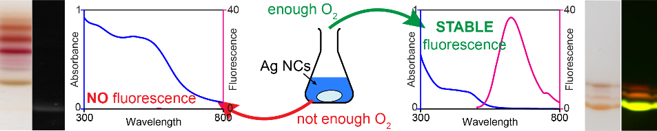 Figure 1. If the mixture of silver nitrate, glutathione, and sodium borohydride is stirred under an atmosphere not containing enough oxygen, the product is a blend of polydisperse and not fluorescent particles (left). Only when there is enough oxygen delivered, the reaction mixture yields stable and strongly fluorescent silver nanoclusters.
        