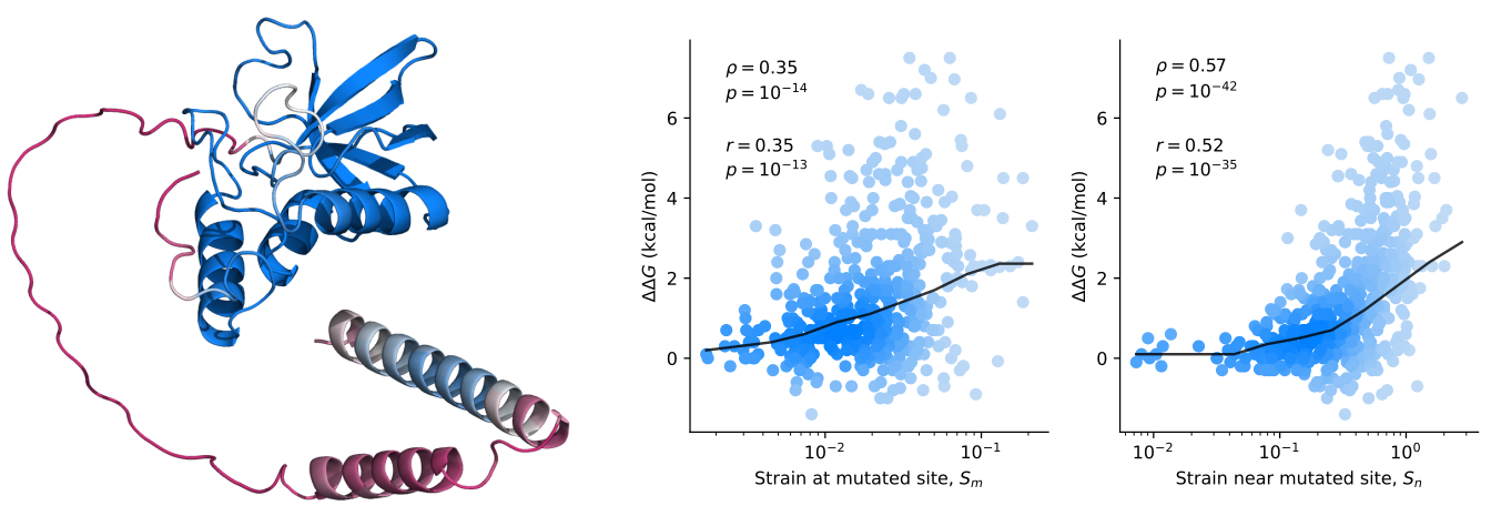 Figure 1. A: Structure of Thermonuclease from Staphylococcus aureus predicted by AlphaFold2. Change in stability upon mutation, ∆∆G (positive values are destabilizing), is plotted as a function of effective strain measured at the mutated site, and in a spherical region near the mutated site, for 491 mutants. The black line shows the median. Statistical correlations are shown for Pearson’s r and Spearman’s ρ.