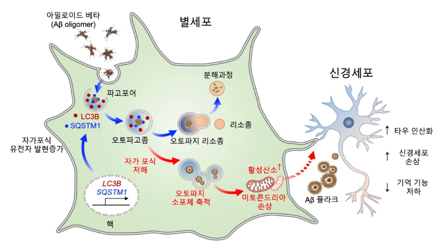 [그림1] 별세포(성상 교세포)의 자가포식 관련 유전자의 조절은 알츠하이머 치매환자의 뇌안에서 아밀로이드 베타(Aβ)를 효과적으로 제거하는데