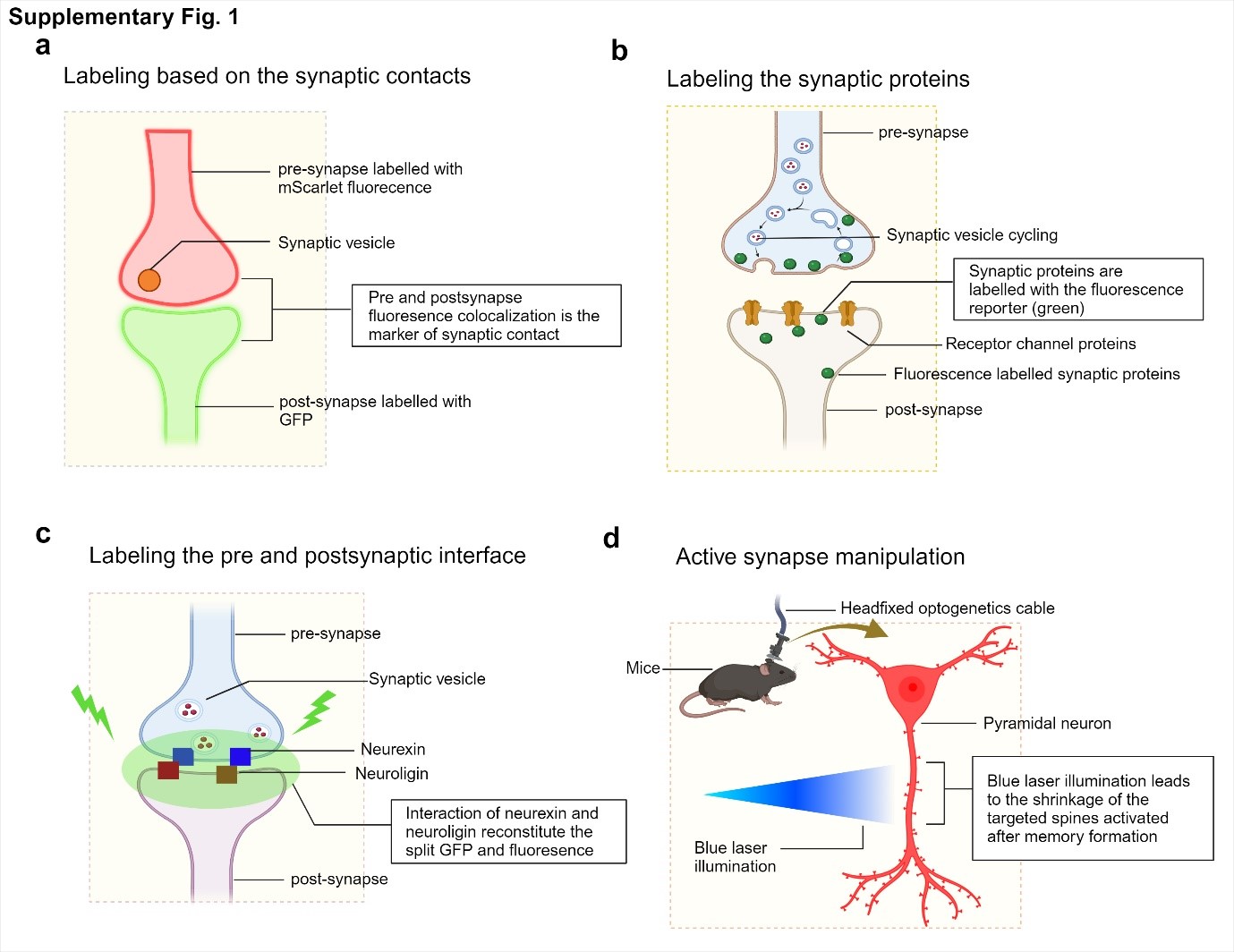 Figure 1. Overview of strategies for synaptic labelling, monitoring, and manipulation