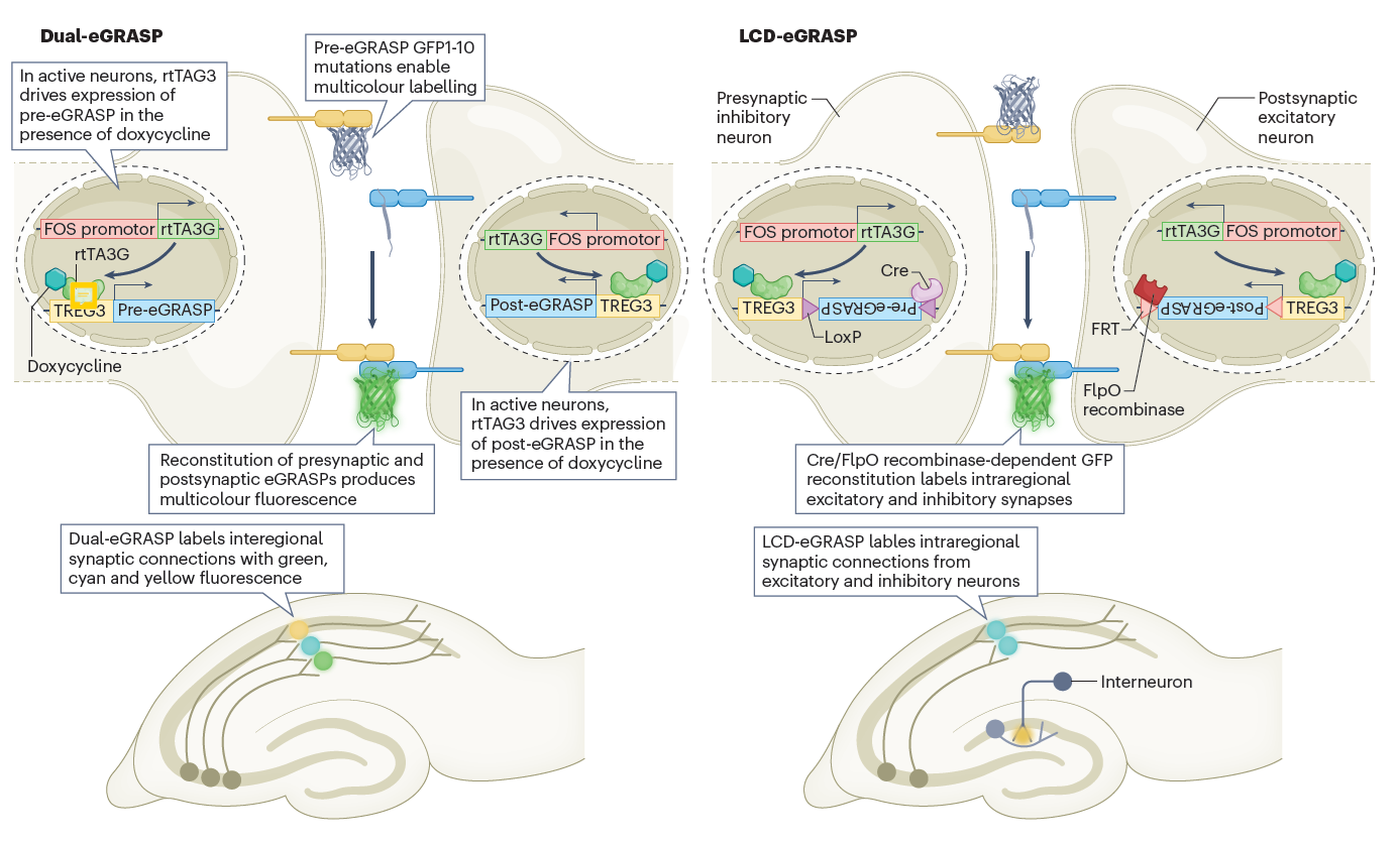 Figure 2. Tools to label the active synapses and trace the neural circuits