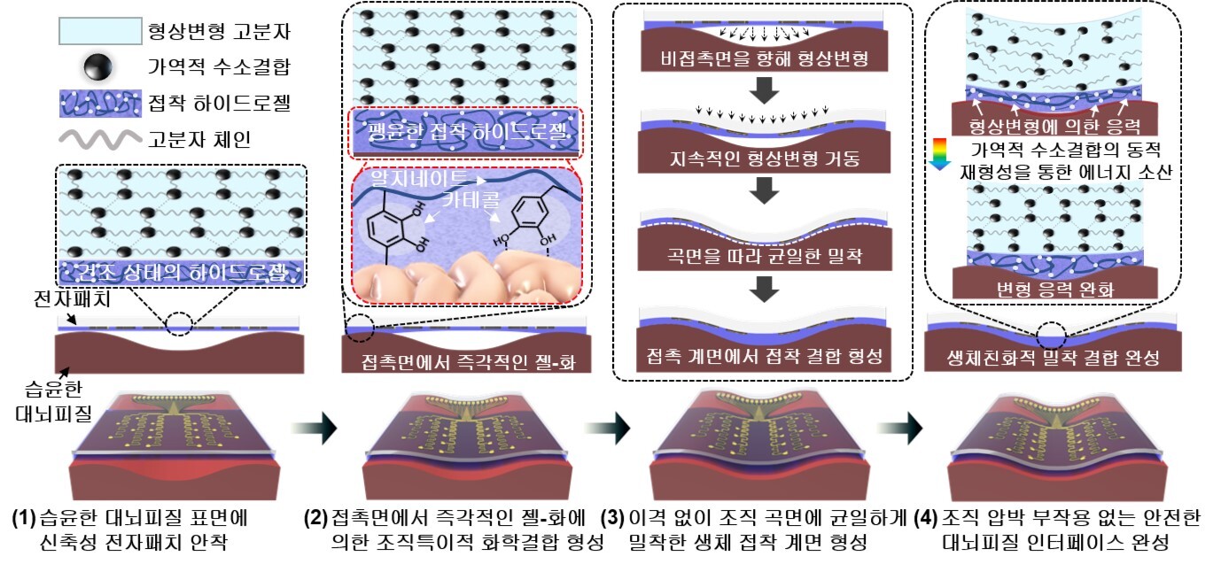 [그림 2] 신축성 전자패치의 형상변형 및 대뇌피질접착 원리
            인체 내 습윤한 환경에서 하이드로젤의 젤화 특성에 의해 카테콜 기능기가 활성화돼 대뇌피질에 즉각 접착하기 시작한다. 동시에 신축성 형상변형 고분자는 대뇌피질의 굴곡에 맞추어 자발적으로 변형하며 빈틈없이 밀착된다. 대뇌피질에 견고히 부착되고 나면 형상변형 고분자 내부의 응력은 조기에 모두 해소돼, 뇌 조직에 물리적 압박 없이 장기간 안전하게 사용할 수 있다.