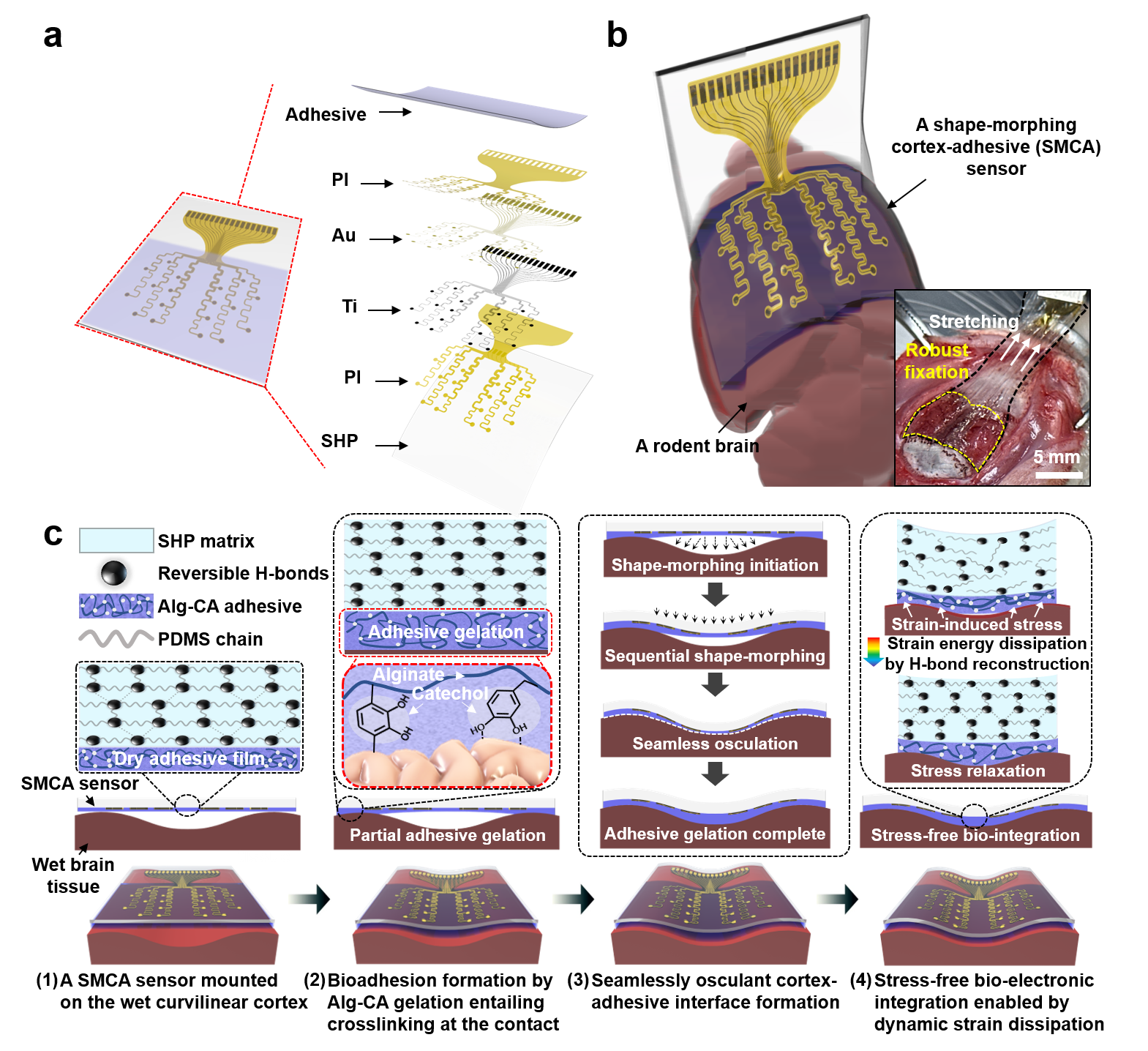 Figure 1. Overview and operation principle of a shape-morphing cortex-adhesive (SMCA) sensor
      A. A schematic illustration for exploded view of a SMCA sensor. B. A schematic illustration for a SMCA sensor mounted conformally on a rodent’s brain tissue. (Inset) a photoimage illustrating robust tissue adhesion of a SMCA sensor on a rat’s cortex under shear strain. C. Schematic illustrations of sequential brain-interfacing steps of the SMCA sensor for explaining the tissue-adhesive shape-morphing mechanism.