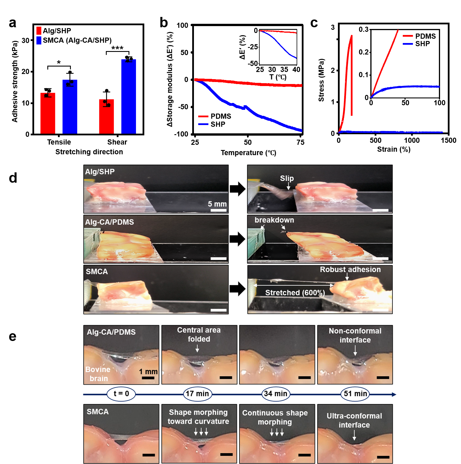 Figure 2. Brain interfacing functionalities of SMCA soft patches
      A. Comparison of the tissue-adhesive strength between Alg and Alg–CA according to stretching direction. Both hydrogel materials were coupled with the SHP substrate. B. Plot of relative storage modulus of thermoset PDMS (red) and thermoplastic SHP (blue) films as a function of temperature. (Inset) showing the magnified view of the plot ranging from room temperature (25℃) to body temperature (37℃). C. Strain‒stress curves of PDMS (red) and SHP (blue) films. D. Comparative photoimages illustrating tissue-adhesion performances of Alg/SHP (top), Alg–CA/PDMS (middle), SMCA (bottom) films on bovine brain while shear strain was applied. E. Comparative sequential images of Alg–CA/PDMS (top) and SMCA (bottom) mounted on bovine brain tissue with curved surface morphology illustrating behaviour of soft films over time. The surface temperature of the brain tissue was set at 37 °C.
      