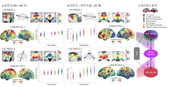 [Figure 1] Changes in Thalamus-Cerebral Cortex Connectivity Across Brain Development
      (a) In infancy, thalamus-cerebral cortex connectivity reflects the initial differentiation of the sensory-motor network. (b) During childhood and early adulthood (ages 8-22), connectivity with the salience network establishes and differentiates between internal and external networks. (c) A schematic of the distinction between internal and external axes in the brain and the critical role of the salience network in children and adults.

      