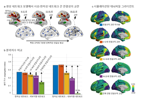 [Figure 2] Computational Simulation of Thalamus-Salience Network Connectivity Disruption Model 
      (a) The disruption model for thalamus-salience network connectivity across developmental ages. Four disruption models were tested: for ages 8-12, 12-18, 18-22, and all age groups, compared to an undisturbed model. (b) The separation index (salience-external, salience-internal) was calculated for each model and expressed as a percentage difference from the undisturbed model. (c) Visual representations of the functional network distributions highlight how these disruptions affect brain connectivity development.