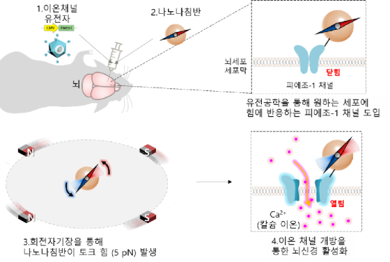 [그림 1] 나노-자기유전학을 이용한 뉴런 신호 제어.  hspace=