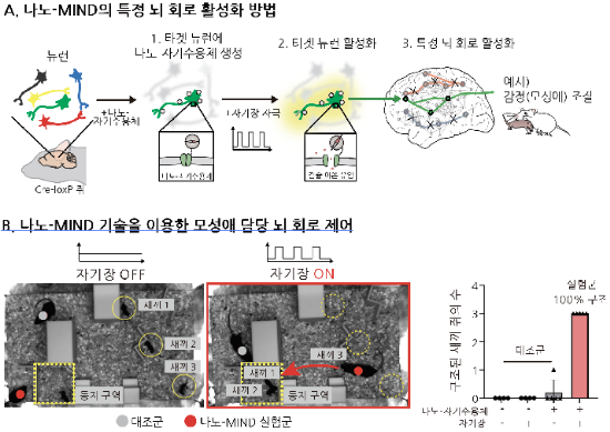 [그림 2] 나노-자기유전학과 나노-MIND 기술을 통한 미래 뇌 과학의 혁신