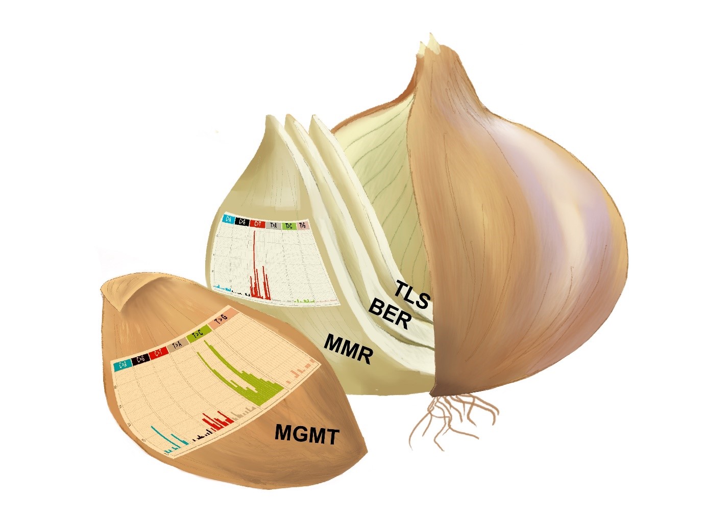 Figure 1. The “onion model” illustrates how the one-by-one inactivation of the DNA repair pathways brings about changes in TMZ-induced mutational signatures. Every “leaf” of the onion represents the cell line and the graph illustrates the classes of single nucleotide substitutions caused by TMZ. The outer layer is a normal human cell and the second layer is the TMZ-sensitive tumor. Note how different are the TMZ mutational signatures in these two cell types.
        