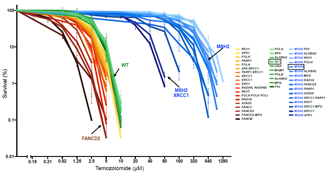 Figure 2. The survival curves of different DNA repair mutants treated with increasing TMZ concentrations. In this graph, the WT (green) is the TMZ-sensitive tumor. The blue lines are the MMR-deficient mutants, which are a hundred times more resistant than the WT line. Note how knockout of XRCC1 and APE1 genes restores the TMZ sensitivity of the MMR mutants.
        