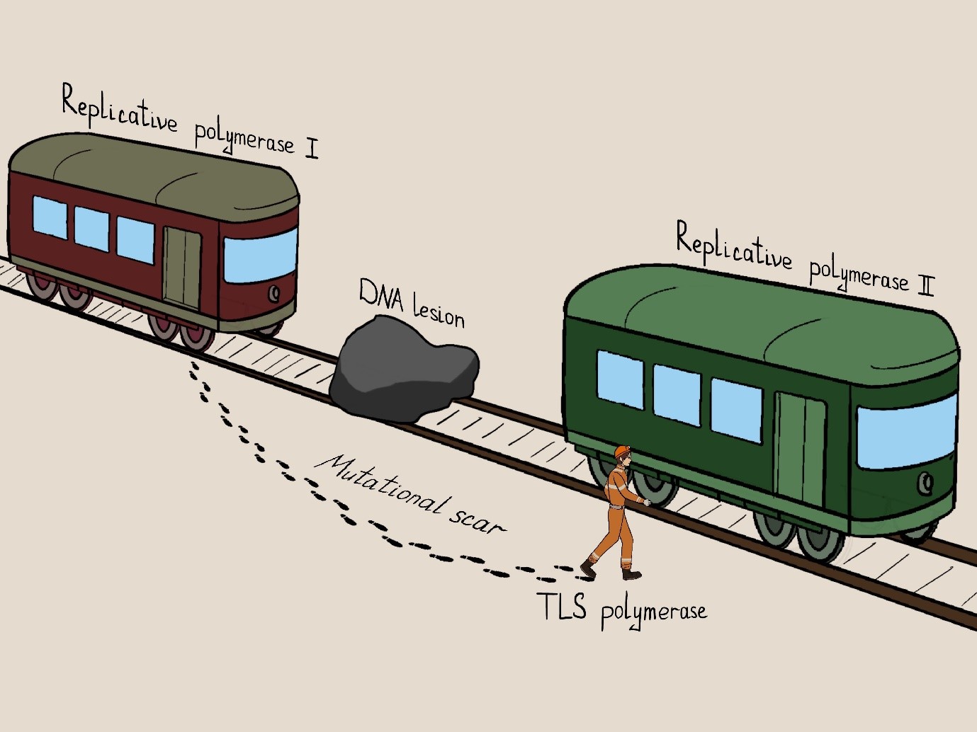 Figure 3. An artistic representation of the mutational “scar” left by translesion synthesis. When a train (replicative polymerase) encounters an obstacle, the passenger has to disembark and proceed around the obstacle on foot (error-prone translesion polymerase), leaving footprints (mutations). These mutations are detected by whole genome sequencing and mark the locations where the switch to a translesion polymerase occurred.
        