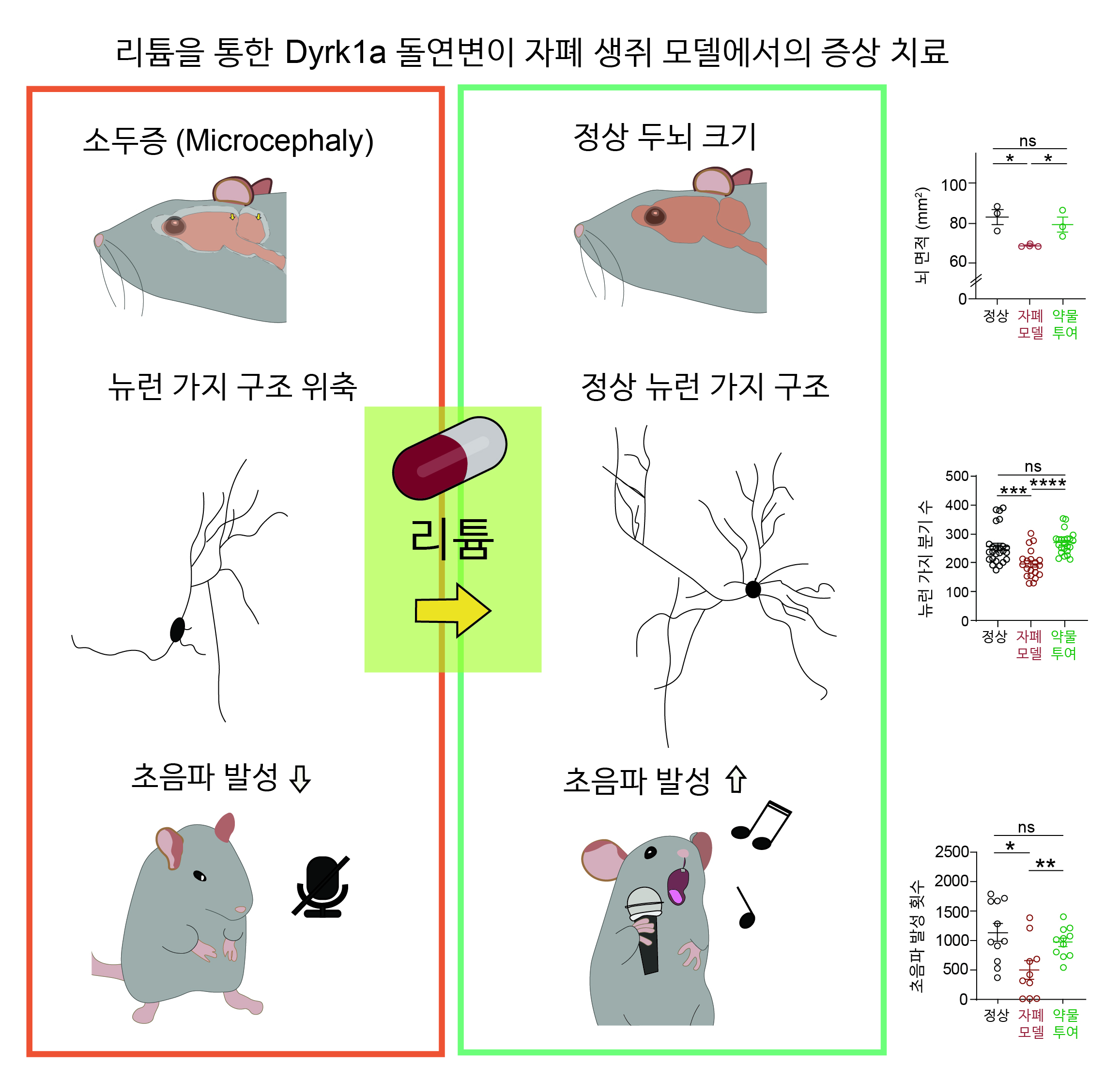 [그림] 리튬을 통한 Dyrk1a 돌연변이 자폐 생쥐 모델에서의 증상 치료