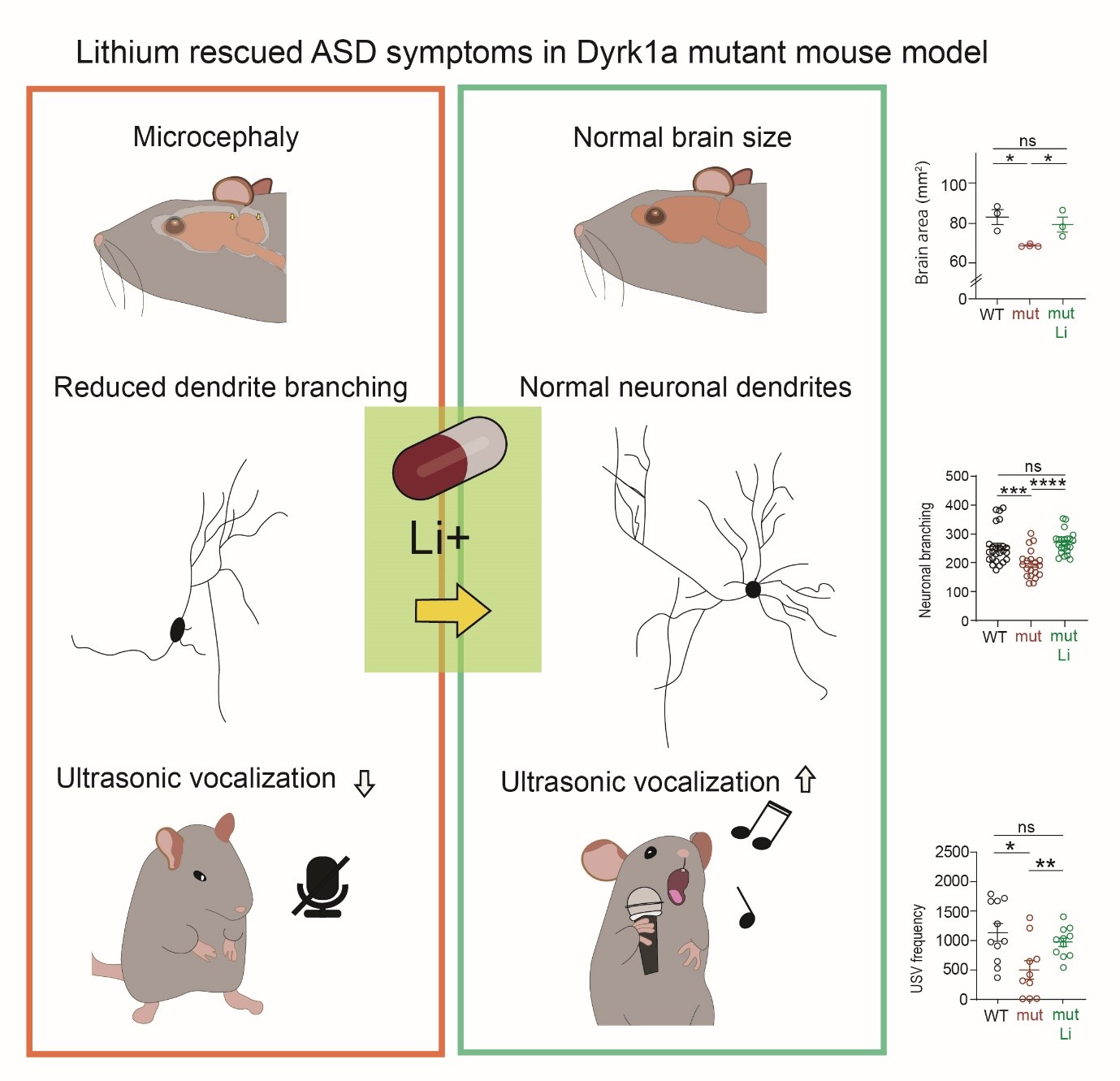 Figure1. Treatment of symptoms in Dyrk1a mutant autism mouse model using lithium