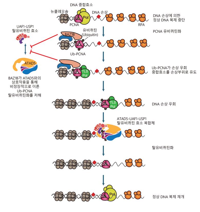 [그림1]  BAZ1B와 ATAD5 단백질에 의한 Ub-PCNA 탈유비퀴틴화 조절 
  