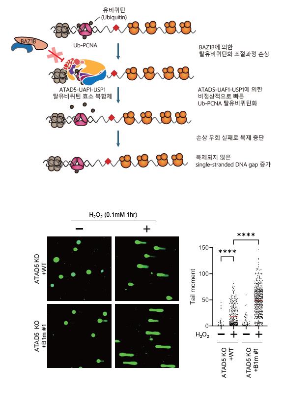 [그림 2] BAZ1B에 의한 Ub-PCNA 탈유비퀴틴화 조절 과정이 손상되면 유전체 불안정성이 초래된다.  