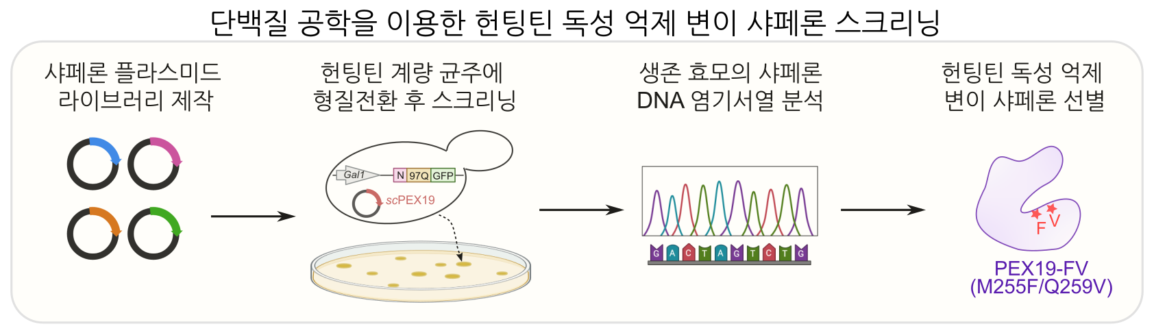 [그림1] 단백질 공학을 이용한 헌팅틴 독성 억제 변이 샤페론 스크리닝  