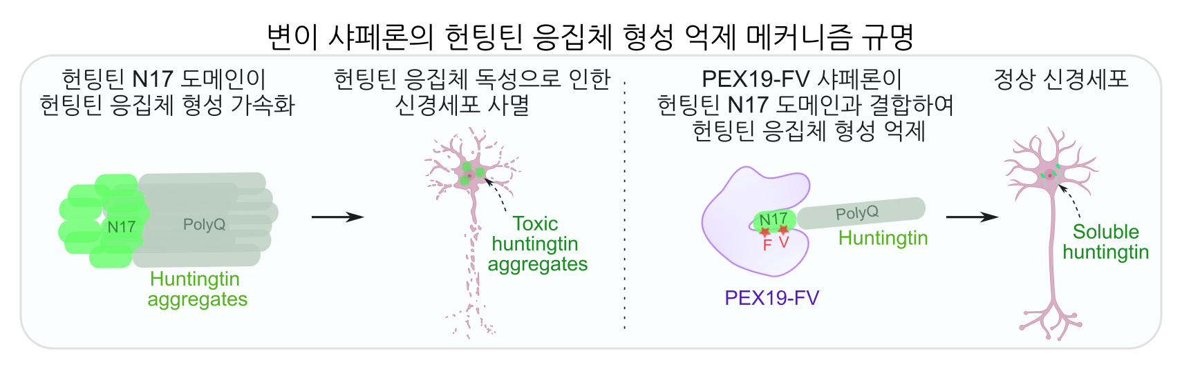 [그림3] 변이 샤페론의 헌팅틴 응집체 형성 억제 메커니즘 규명  