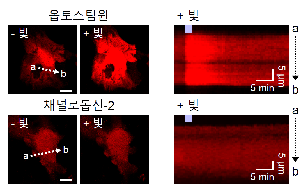 [그림 1] 빛 자극을 통한 별세포의 칼슘 신호 유도